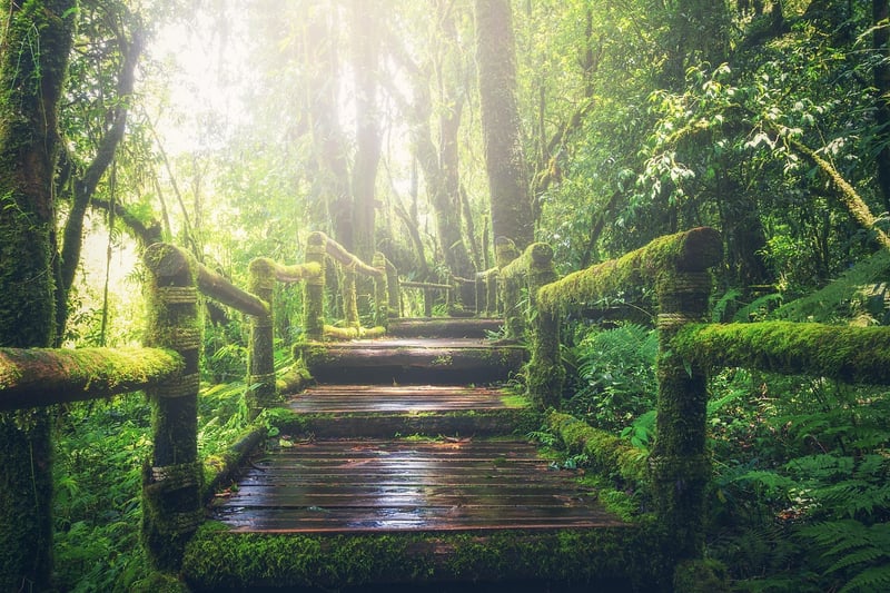 Jungle Forest